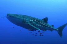 Whale Shark Encounter Experience in Cancun (Snack Lunch included)