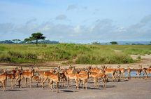 Arusha National Park Day Trip