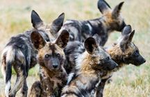 Kruger National Park Half Day Game Drive