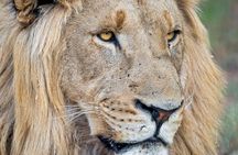 Kruger National Park One Day Safari from Johannesburg