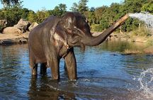 Same day Tajmahal tour with SOS Elephant/Bear wildlife Sanctuary