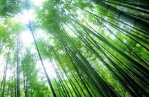 Kamakura Bamboo Forest and Great Buddha Private Tour