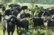 Ngorongoro, Manyara and Tarangire tour