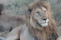 Ngorongoro, Manyara and Tarangire tour