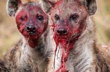 Ngorongoro, Manyara and Tarangire tour