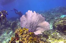 Scuba Diving at Catalina Island - 2 tank | 2 spots