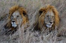 An Exclusive Tarangire Safari 