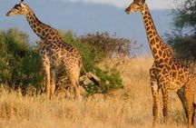 An Exclusive Tarangire Safari 