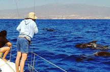Whale and Dolphin Small Group Sailing from Tenerife South