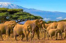 3 Day Amboseli National Park All-Inclusive Camping Safari