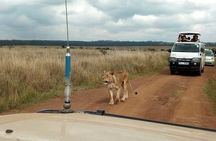2-Day Amboseli National Park Safari- Daily Departures