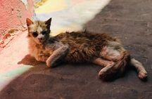 Fes Culinary Adventure