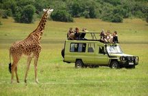 4 Days Masai Mara and Lake Nakuru Luxury Safari on 4x4 Jeep