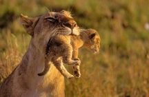 Nairobi National Park Guided Day Tour From Nairobi