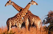 Private 5 Days Tour to Amboseli Tsavo West and Tsavo East National Park