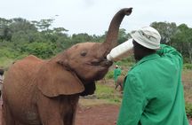 Giraffe Centre, Elephant Orphanage, National Museum & Beads Center