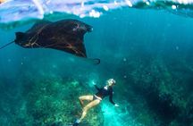 Nusa Penida Snorkeling & Kelingking Tour