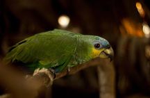 5-Day Amazon Camping and Kayaking Discover Yasuni