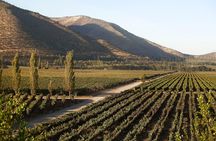 Santa Rita Winery Premium Tour
