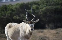 Souss Massa National Park Excursion – Wildlife & Safari Tour