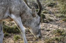 Souss Massa National Park Excursion – Wildlife & Safari Tour