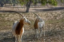 Souss Massa National Park Excursion – Wildlife & Safari Tour