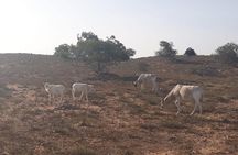 Souss Massa National Park Excursion – Wildlife & Safari Tour