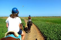 Viña del Mar and Valparaiso Private Tour Including Horseriding