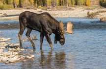 Private All-Day Tour of Yellowstone National Park