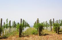 Private Tour: Yarra Valley Wineries with Wine Tastings