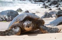 South Shore Aloha Friendly Tour