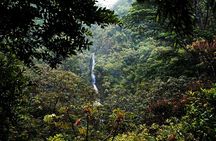 Manoa Waterfall Hike