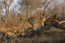 3 Day Kruger National Park and Crocodile River Safari