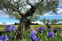 Small-Group Half-Day Languedoc Wine and Olive Tour from Montpellier