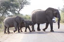 3 day Private Authentic Kruger Park Safari Experience