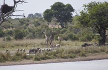 3 day Private Authentic Kruger Park Safari Experience