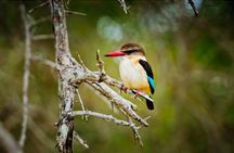 3 day Private Authentic Kruger Park Safari Experience