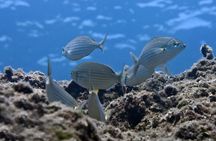 Crete Introductory Scuba Diving Experience