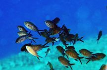 Crete Introductory Scuba Diving Experience