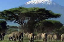 3 Day Amboseli National Park All-Inclusive Camping Safari