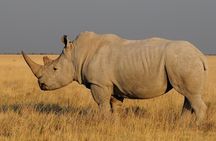 4 days Etosha National Park and Swakopmund Lodging
