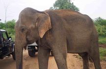 Private Day Trip to Yala National Park from Colombo