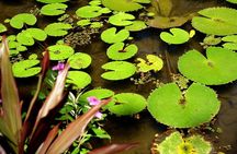 Rio de Janeiro Botanical Garden Tour
