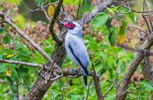 Bird Watching Near the Arenal Volcano