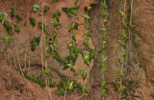 10-Day Galapagos and Amazon Quest