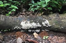 Soberania National Park Hike 