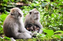All Inclusive Ubud Tour with 15 Sitter Van