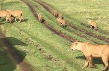 4 days Safaris lake Manyara , Serengeti & Ngorongoro National Parks, Tanzania