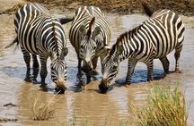 4 days Safaris lake Manyara , Serengeti & Ngorongoro National Parks, Tanzania