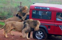 Half Day Safari Tour from Durban